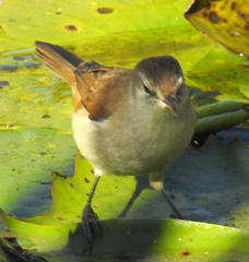 Acrocephalus gracilirostris gracilirostris