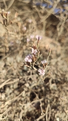Limonium roridum