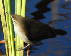 Acrocephalus gracilirostris gracilirostris