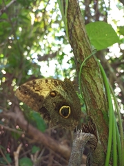 Caligo telamonius memnon