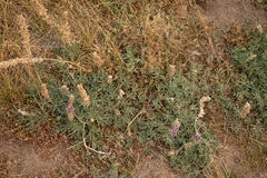 Lupinus lepidus confertus