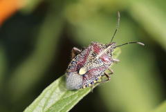 Agonoscelis erosa