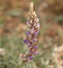 Lupinus lepidus confertus