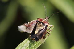 Agonoscelis erosa
