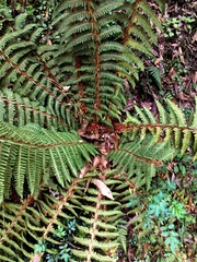 Polystichum speciosissimum