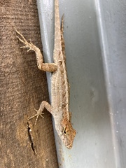 Anolis sagrei