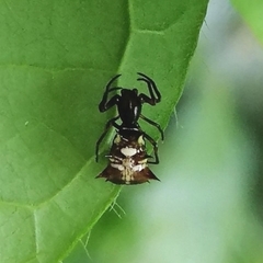 Micrathena acuta