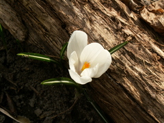 Crocus vernus