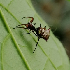 Micrathena acuta