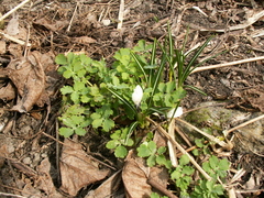 Crocus vernus