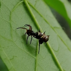 Micrathena acuta