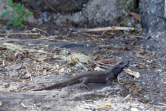 Gallotia caesaris gomerae