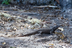 Gallotia caesaris gomerae