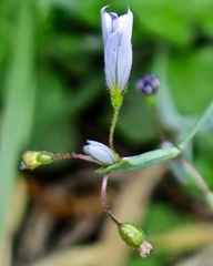 Sisyrinchium rosulatum