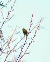 Loriculus beryllinus