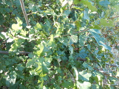 Quercus sinuata breviloba