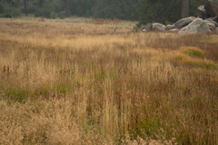 Carex athrostachya