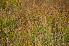 Carex athrostachya