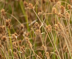 Carex athrostachya