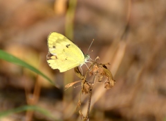 Colotis calais calais