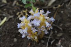 Phelipanche nana