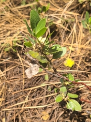 Arctostaphylos nevadensis