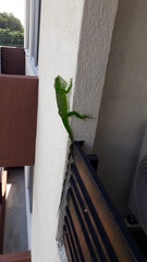 Iguana iguana