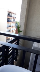 Iguana iguana