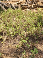 Arctostaphylos nevadensis