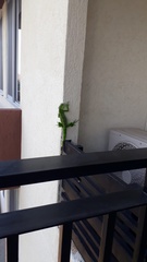 Iguana iguana