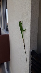 Iguana iguana