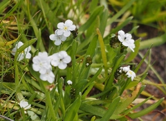 Plagiobothrys collinus