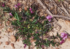 Rhinotropis californica