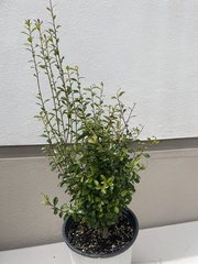 Neea buxifolia