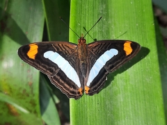 Adelpha iphiclus iphiclus