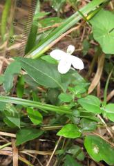 Justicia tubulosa late-ovata