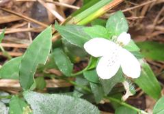 Justicia tubulosa late-ovata
