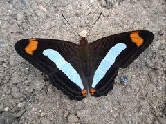 Adelpha iphiclus iphiclus