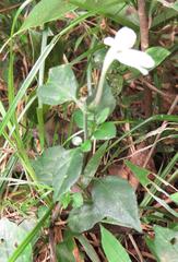 Justicia tubulosa late-ovata