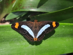 Adelpha iphiclus iphiclus