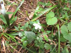 Justicia tubulosa late-ovata