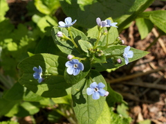 Brunnera sibirica
