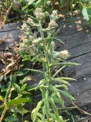 Pseudognaphalium macounii