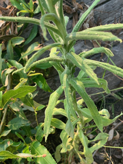 Pseudognaphalium macounii