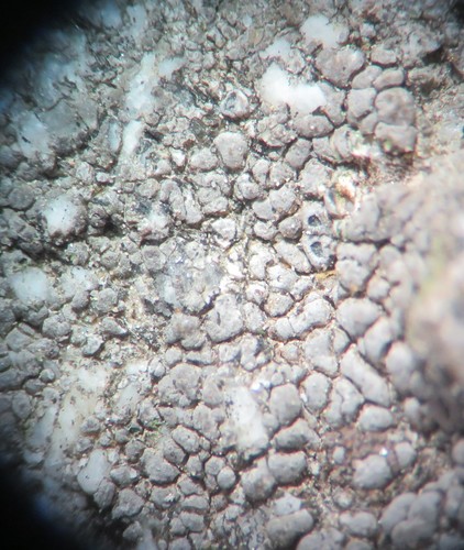 iNaturalist observation photo of Aspicilia fumosa