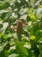 Anacridium aegyptium