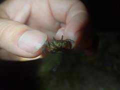 Paracleistostoma