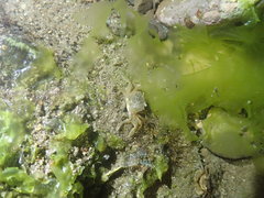 Paracleistostoma