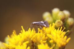 Cisthene liberomacula