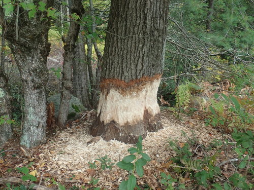 American Beaver photographed in Massachusetts